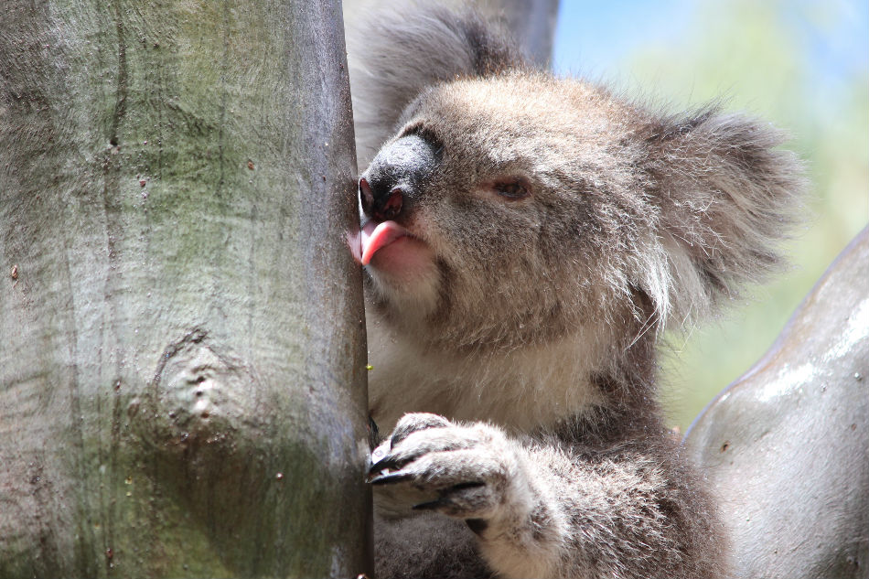 Australia may list east coast koalas as endangered 1