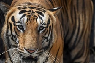 Tiger breeding, exports flourish in South Africa