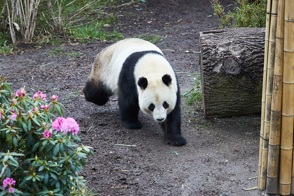 Sick of lockdown: Panda escapes confinement in Copenhagen zoo 1