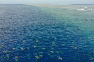 Thousands of sea turtles spotted nesting near Great Barrier Reef