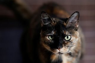 'Cat Island' deaths: Elderly man in Japan accused of poisoning felines