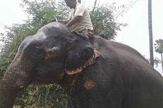 India landowner bequeaths land to elephants