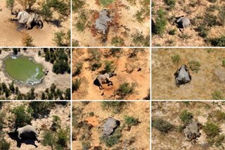 Botswana investigating mystery deaths of 275 elephants