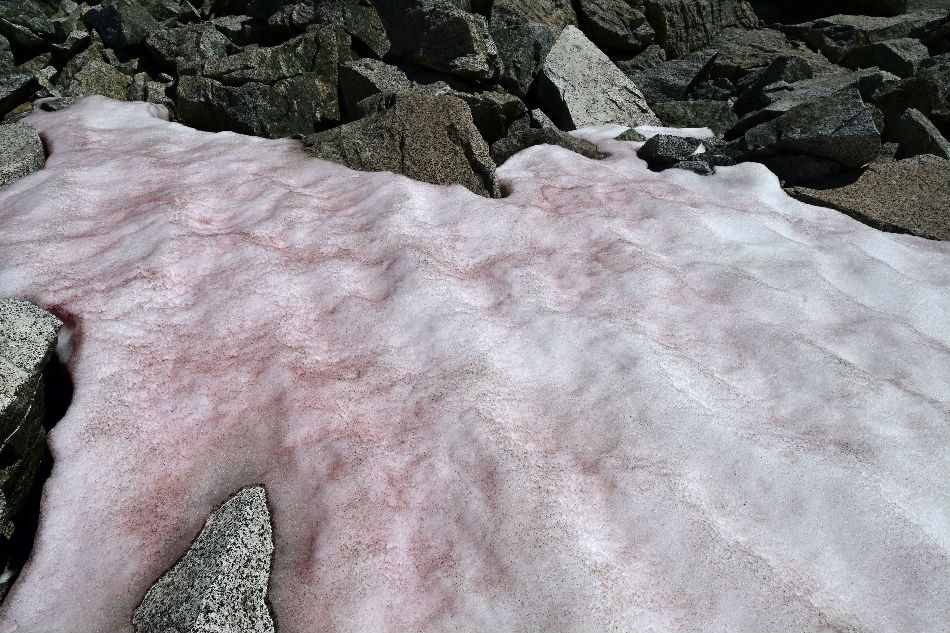 Ice turns pink in Italy&#39;s Alps, sparks algae probe 1