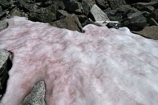 Ice turns pink in Italy's Alps, sparks algae probe