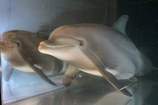 Robot dolphin could replace captive animals at theme parks