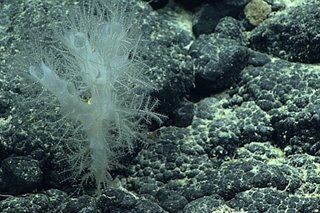 New coral species discovered on seabed prized for mining potential