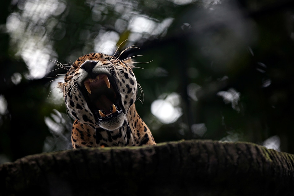 Gangs in Latin America use bribery, secret routes to smuggle jaguar parts to China -report 1