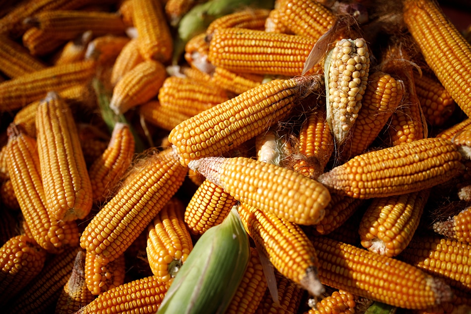 Grain grab: China&#39;s global hunt for feed grains roils world market 1
