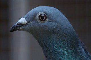 This pigeon just sold for a record P91.3 million