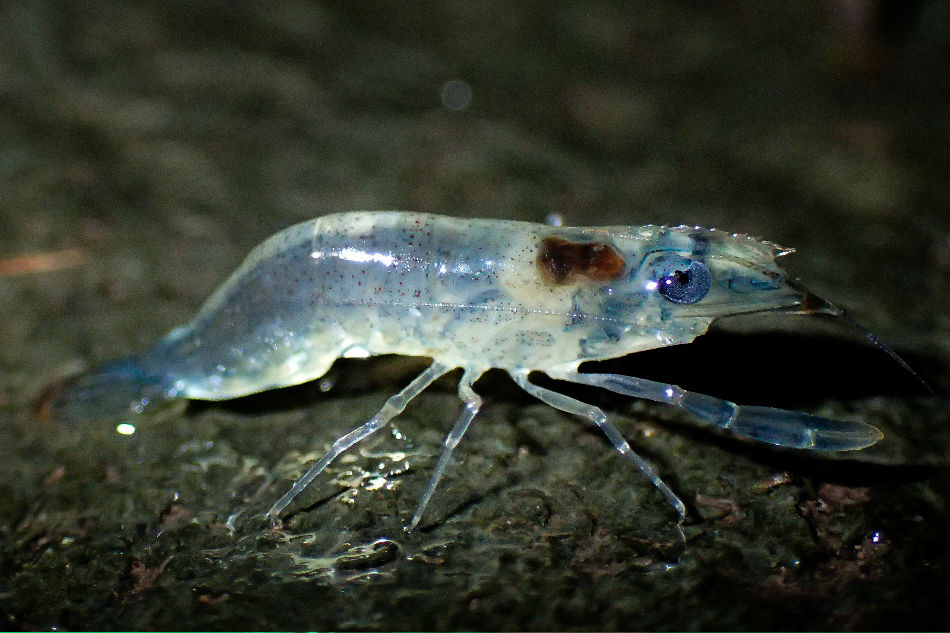 These shrimp leave the safety of water and walk on land. But why? 2
