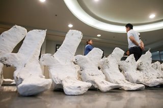 Thai researchers unearth rare whale skeleton