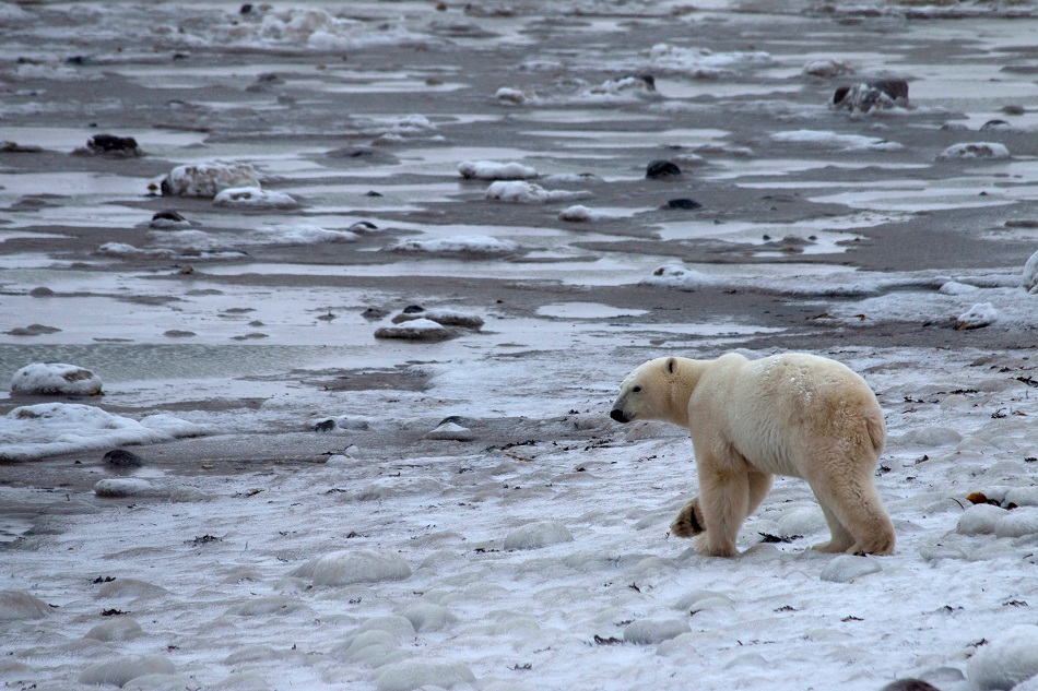 Arctic endured one of its hottest years in 2020: study 1