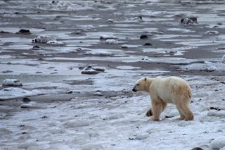 It is official: US back in the Paris climate club