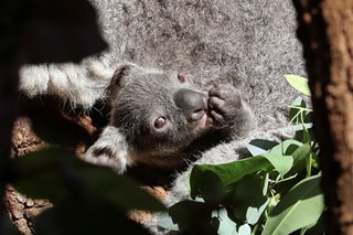 Koala sumabit matapos subukang kainin ang dahon ng plastik Christmas tree