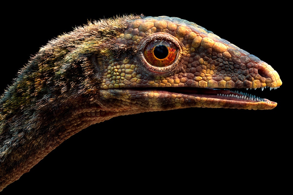 Scientists clarify origins of pterosaurs, the dinosaur era's flying