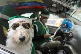 Colombian taxi driver and canine co-pilot spread Christmas cheer
