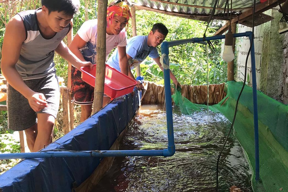 from boxing to farming? how world champ ancajas stays