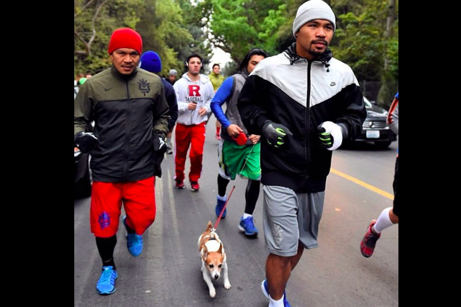 Manny Pacquiao's dog Pacman dies in unfortunate accident | ABS-CBN News