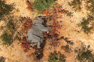 356 elephants died suddenly; the cause is a mystery
