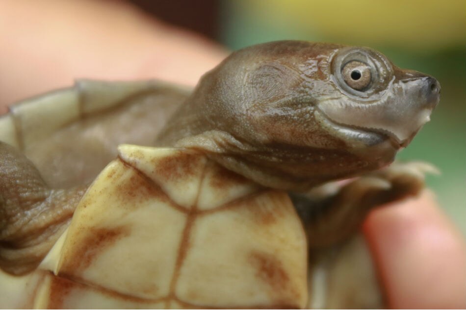 A turtle with a permanent smile was brought back from extinction 2