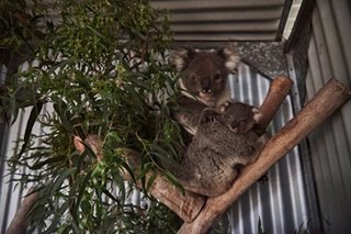 Australia's 'black summer' bushfires killed or harmed more than 60,000 koalas - WWF