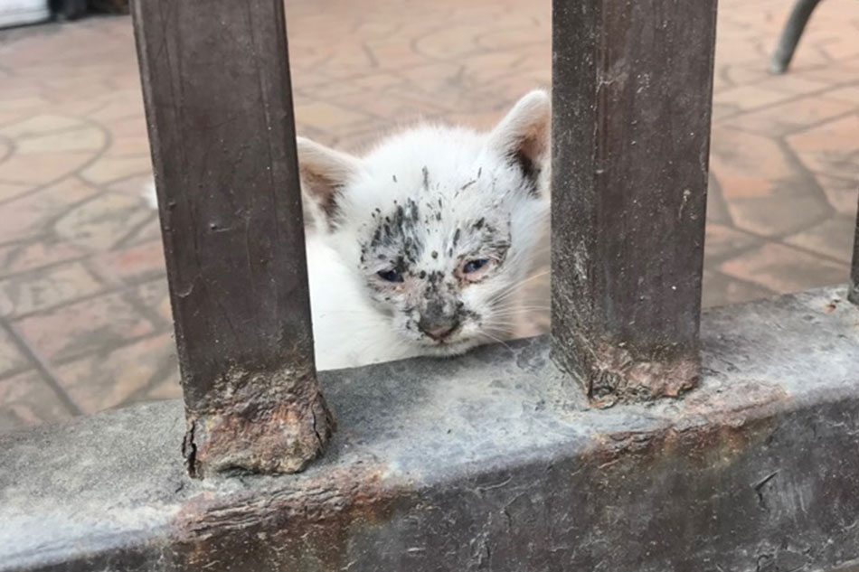 Animals rescued in areas affected by Taal eruption suffer eye, skin