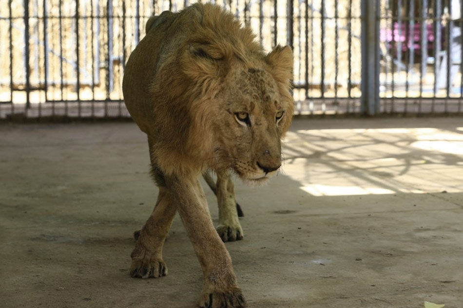 Online Campaign To Save Malnourished Lions At Sudan Park Abs Cbn News