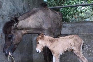 LOOK: Rescued Taal horse gives birth to healthy foal 'Starla'