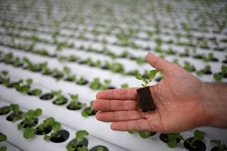Singapore ramps up rooftop farming plans as virus upends supply chains