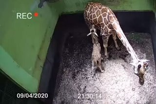 Bali zoo's newborn baby giraffe named Corona