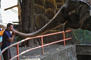 PETA urges Isko to reconsider keeping Mali in new Manila Zoo