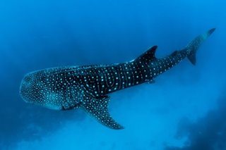 Tourist 'crushed by whale shark's tail' in Australia