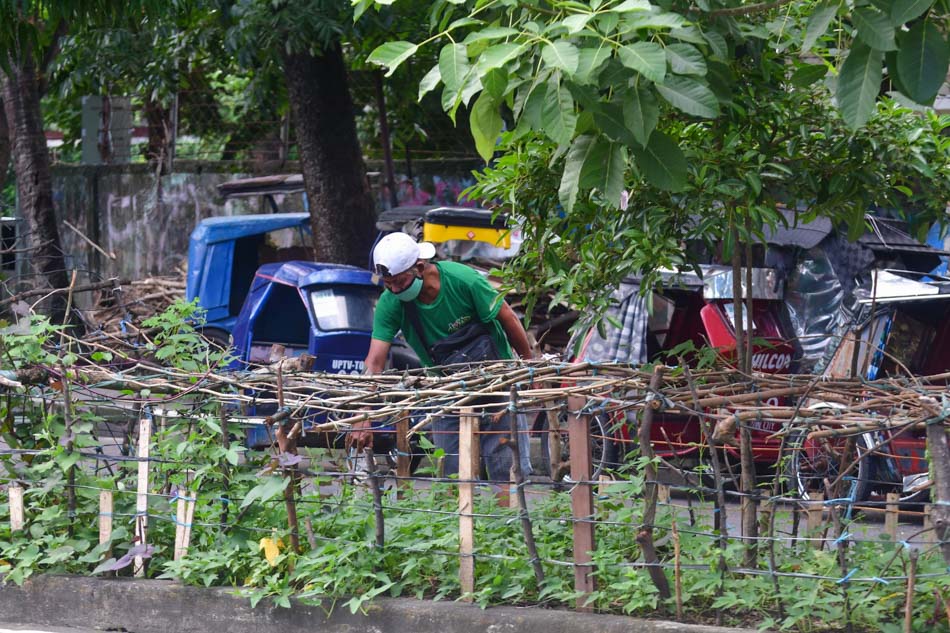 ALAMIN: Tips sa pag-aalaga ng mga gulay sa bakuran | ABS-CBN News