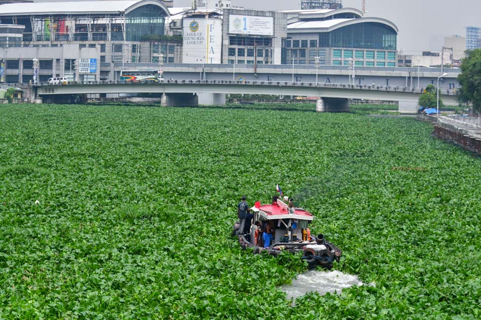Invasive water hyacinths choke Pasig River