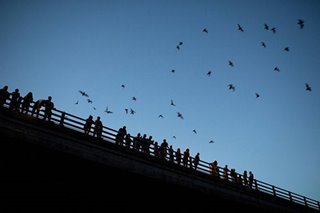 What’s special about bat viruses? What we don’t know could hurt us