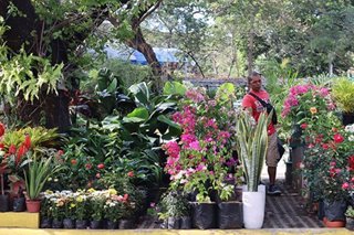 DENR to ‘plantitos, plantitas’: Collecting critically endangered plants illegal