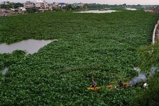 Water hyacinths wreak havoc on fishermen's livelihood