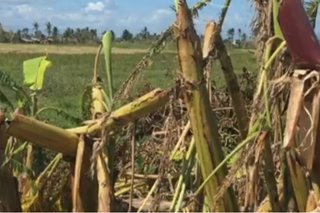 ‘Nakakapanghinayang’: Mga palay sa ‘rice granary ng CamSur’ pinadapa ng Rolly