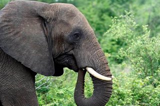 Namibia to sell 170 live elephants