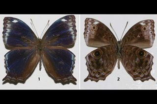 LOOK: Pinoy biologists discover new butterfly subspecies in Panay