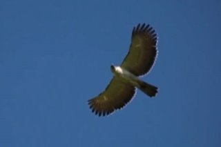2 bagong pamilya ng Philippine eagle natuklasan