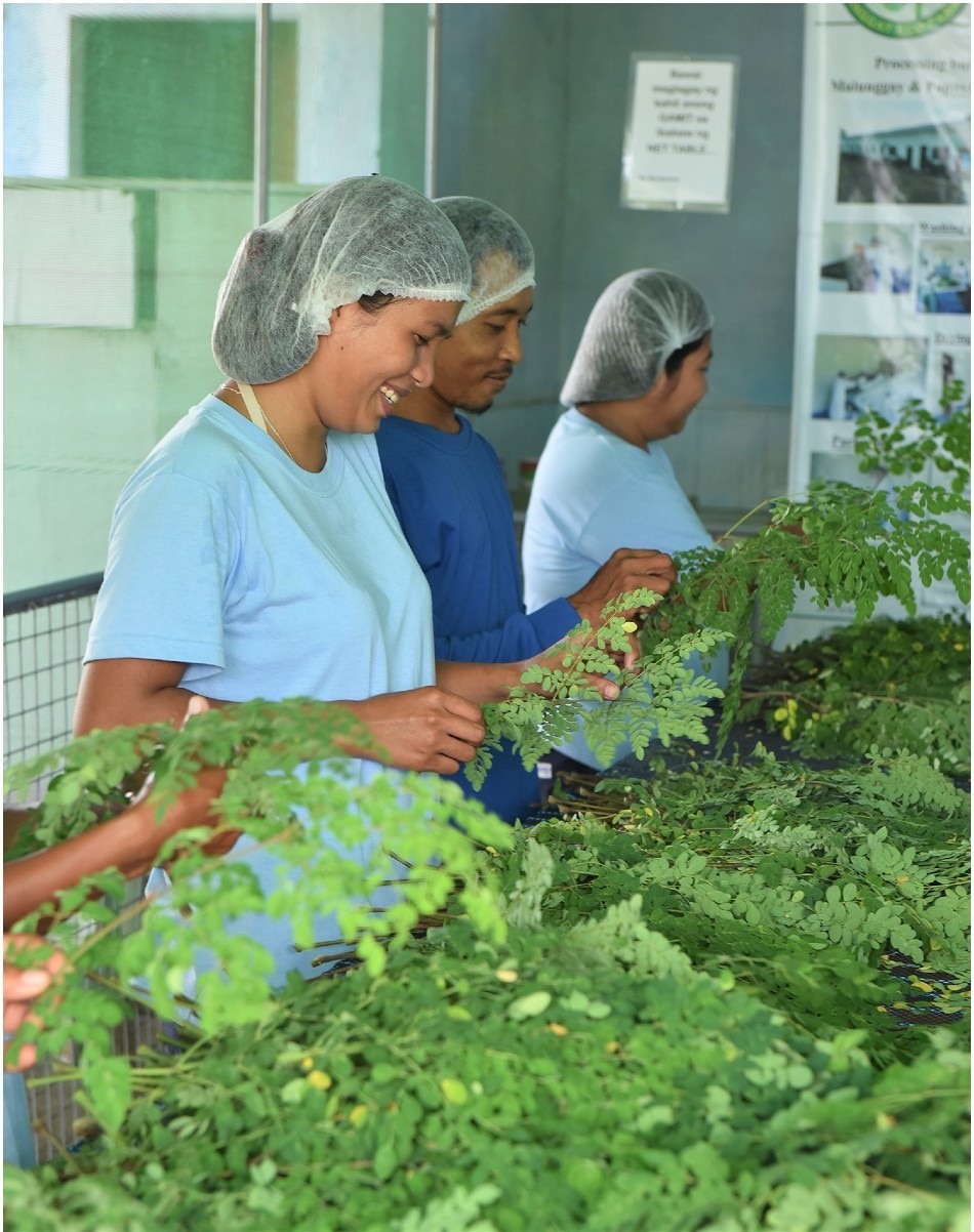 Through its partnership with the Moringaling Philippines Foundation, Inc., Sekaya is supporting and promoting malunggay farming communities, while showcasing the local farmers' capability in moringa organic farming. Photo source: Sekaya