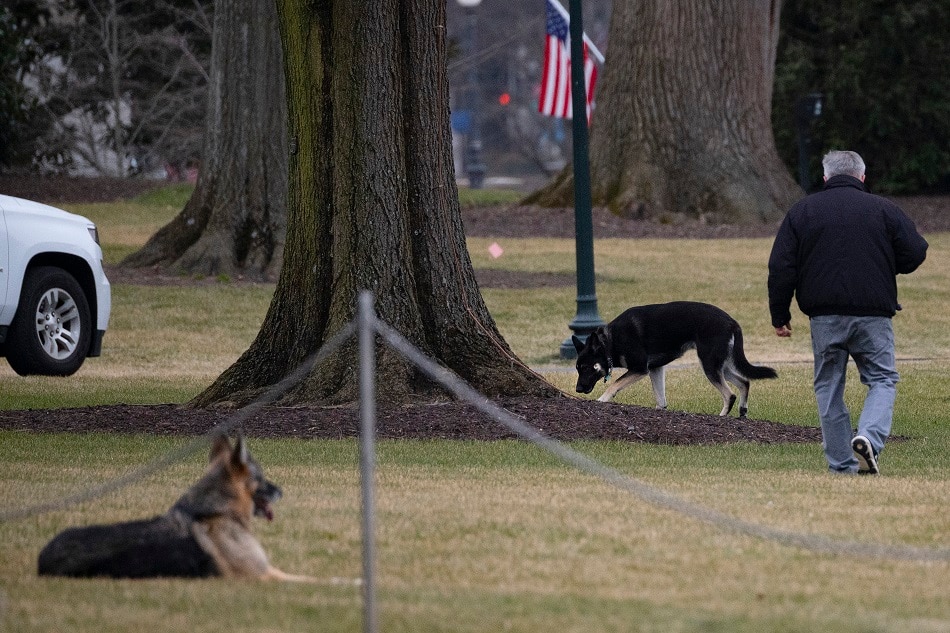 Biden &#39;First Dogs&#39; arrive at White House 1