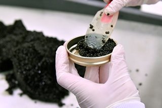 US sturgeon scientist accused in caviar scheme
