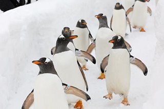 Norway penguins get vaccinated too vs bird flu