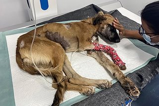 Animal abuse surges in Qatar as strays displaced