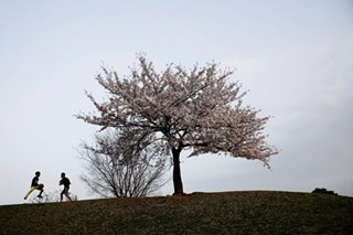 As cherry blossoms bloom