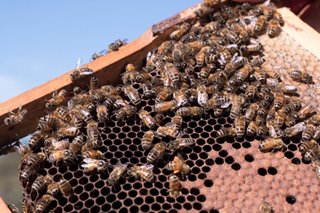 All about the money honey: Australia, NZ clash over manuka label