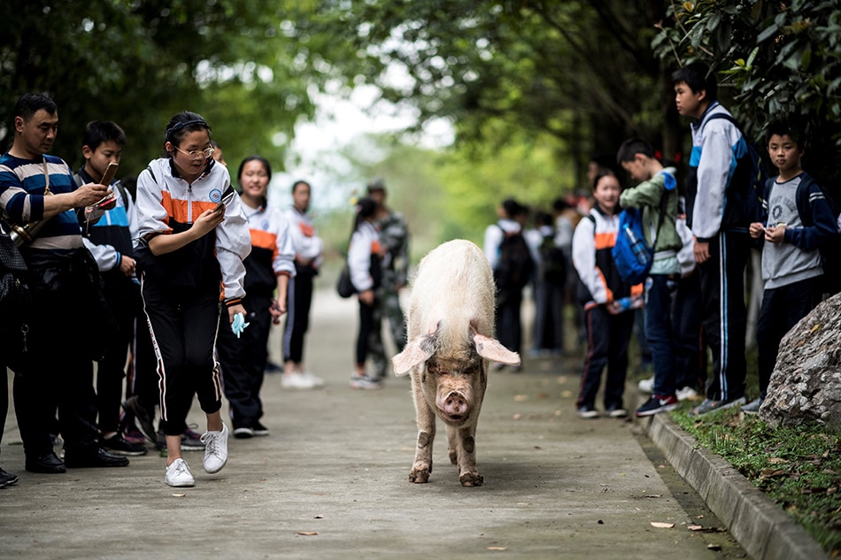 &#39;Strong Pig Zhu Jianqiang&#39;: Hero pig ng China pumanaw na 1